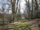 Birch Wood Beckley Furnace East Sussex - via Daymix
