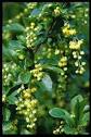 Common barberry