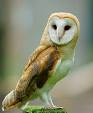 Barn Owl - Wikipedia, the free encyclopedia