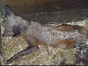 Animal Evictions, LLC ® - Diseases