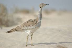 images?q=tbn:ANd9GcROcq0hnd9CvmXv5I0xeOoOYPXEYjhGnhl95JKAy-Cb7HkOqRdzwg&t=1