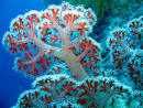 Coral Identification: Types Of Coral (Part 2- Soft Coral)