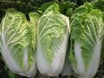 Chinese (Napa) Cabbage