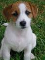 Jack Russell Terrier ~ Popular Dog Breeds