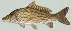 File:Common carp.jpg - Wikipedia, the free encyclopedia