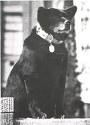 ☆さよなら、クロ ～世界一幸せな犬の物語～☆ - SYLPH - Yahoo!ブログ