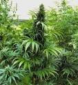 Cannabis sativa X indica (Medical Marijuana)