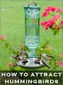 How To Feed &amp; Attract Hummingbirds To Your Garden : TipNut.