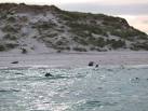 NF6462 : Grey Seal colony - via Daymix