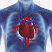 Stem Cell Treatment for Heart Conditions | Stem Cell Therapy Mexico