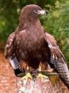 Procedures For Becoming An Apprentice Falconer In Utah - by Eddie ...