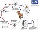 Filariasis - Image Library Page 22