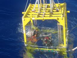 Microbial Life Found At The Bottom Of Mariana Trench - Business ... - thriving-life-found-at-the-bottom-of-mariana-trench