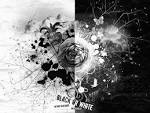 Art Pictures Collection - Black or White