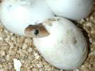 The King Cobra | Publish with Glogster!