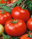 Heirlooms Vegetable Seeds Tomato Carrots Lettuce Broccoli Herbs ...