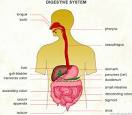 Digestive system