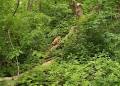 Free Find the Cat Wallpaper - Download The Free Find the Cat ...