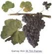Gamay Noir