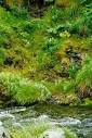 Lupines at finger bay creek on Adak island royalty free stock photograph - via Daymix