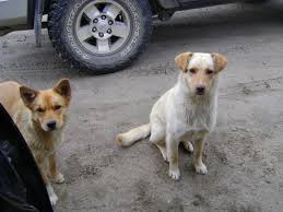 external image images?q=tbn:ANd9GcRQKU7hWThYeNDvQlozaoIWTSrlaad103JaU8BayXAJEj8bDY-H