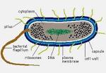 cell notes bi