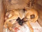 File:<b>Parto</b> canino.JPG