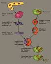 Genetic Engineering -- Understanding the Immune System, Including ...