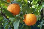 File:Citrus aurantium.jpg - Wikimedia Commons