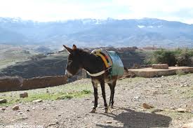 images?q=tbn:ANd9GcRQTSdAoIqg5_-qhvtvIAETZp3sdf-gPNZRdAlwgtXNL9Bg0C5TeA