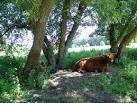 Highland cow, Avington Country Park. The highland breed of cattle has a long - via Daymix