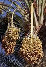 Unique Facts about the Middle East: Dates