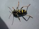 from reduced predation on - via Daymix