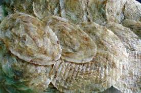 Vựa cá Phượng Hồng chuyên cung cấp các mặt hàng cá mực các loại-giá cả phải chăng - 25