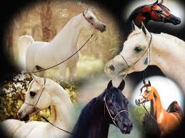مجموعة صور ولوحات رائعة للخيول... Images?q=tbn:ANd9GcRQf2PkjLOmjMV4fq5hNoGzim2aYtuJ0HQlRptWkotPZabTWbRi