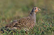 Grey Partridge - Wikipedia, the free encyclopedia