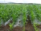 NJ6531 : Maize grown under - via Daymix