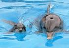 Cetabase - Cetacean News: August 2010