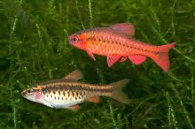 images?qtbnANd9GcRR0WDsaVexMjdAkh7nrHZoj7azs4pqfwcB17v9Guay70xF9Esi