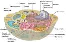Human Physiology - Cell structure and function
