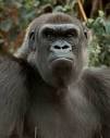 Ape facts and information