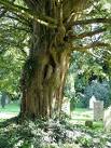The yew is slow-growing, hardy, durable and one of our most versatile trees - via Daymix