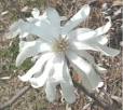 Star Magnolia Pictures
