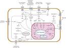 Cell signaling - Wikipedia, the free encyclopedia