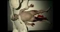 Alien Autopsy Trailer is Real | I Watch Stuff