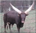 Difference between Ox and Bull | Ox vs Bull