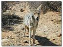 coyote or coyotes wildlife information - DesertUSA