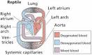 CIRCULATORY SYSTEMS