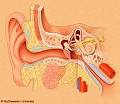 Barotrauma | American Hearing Research Foundation