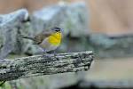 Recent Assessments from the Committee on the Status of Endangered ...